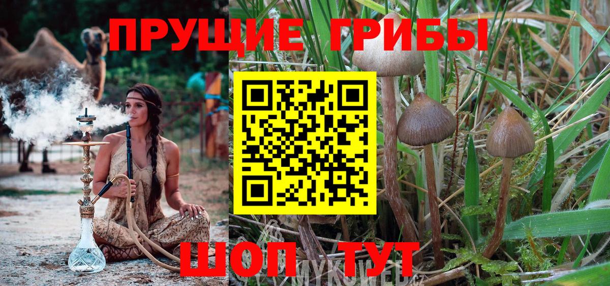 Псилоцибиновые грибы Cubensis  Вход с VPN  Великие Луки  Псилоцибиновые грибы мухоморы 